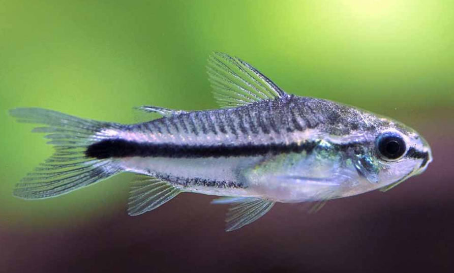 Pygmy Corydoras (Corydoras Pygmaeus) (5PACK)