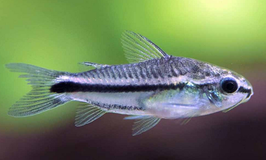 Pygmy Corydoras (Corydoras Pygmaeus)