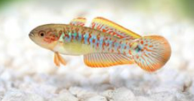 Peacock Gudgeon (Tateurndina ocellicauda) 1-1.5”