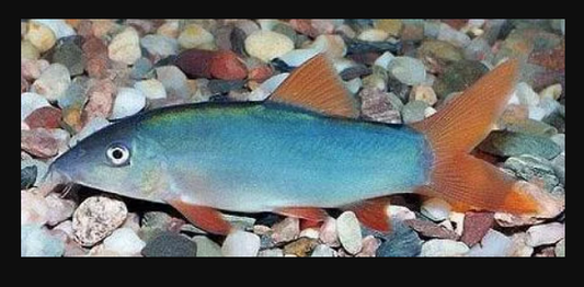 Blue Botia (Botia modesta ) 1.5"-2"