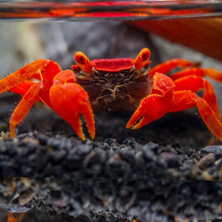 Tomato Vampire Crabs
