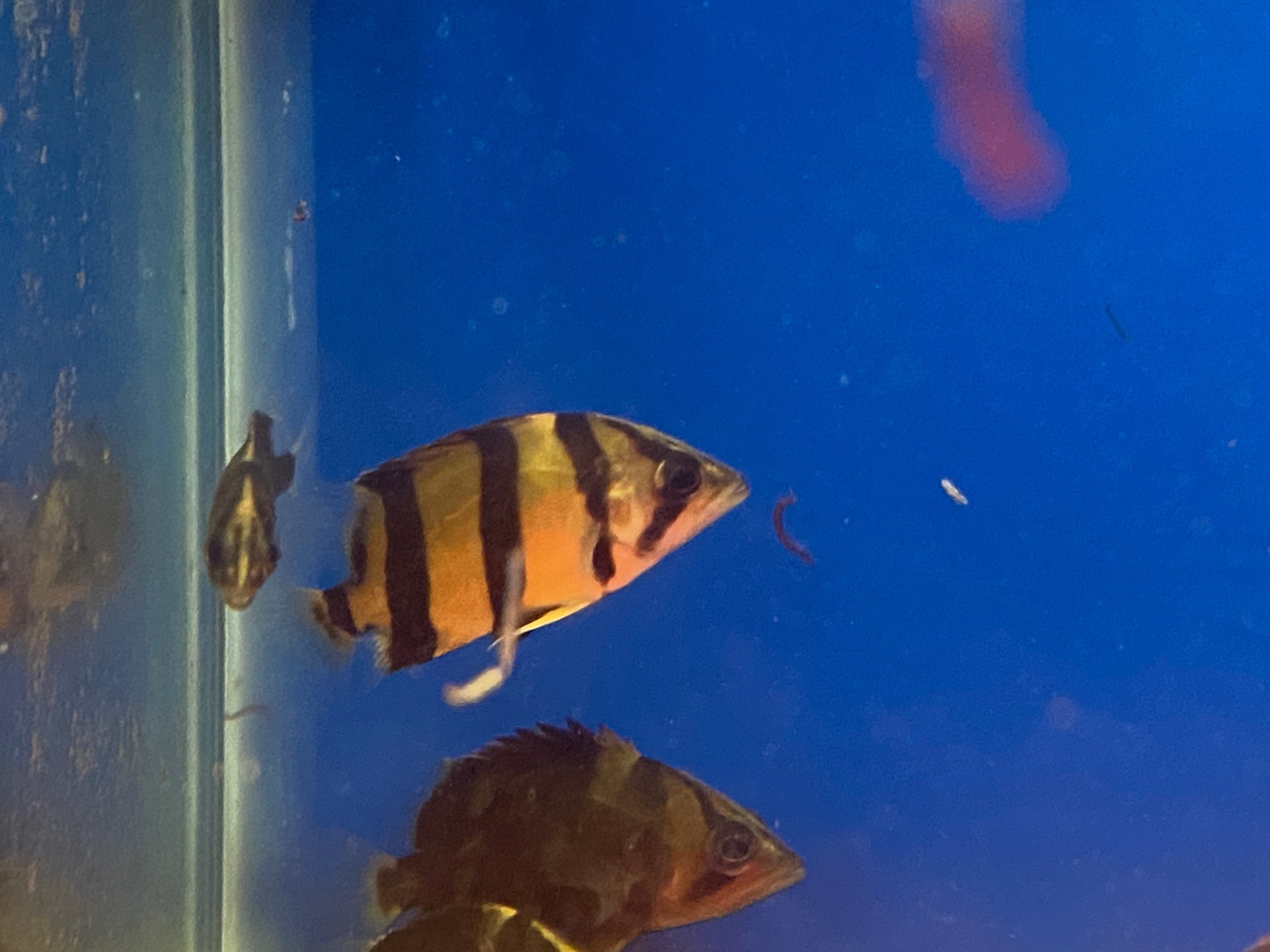 Current Stock – J4 aquatics