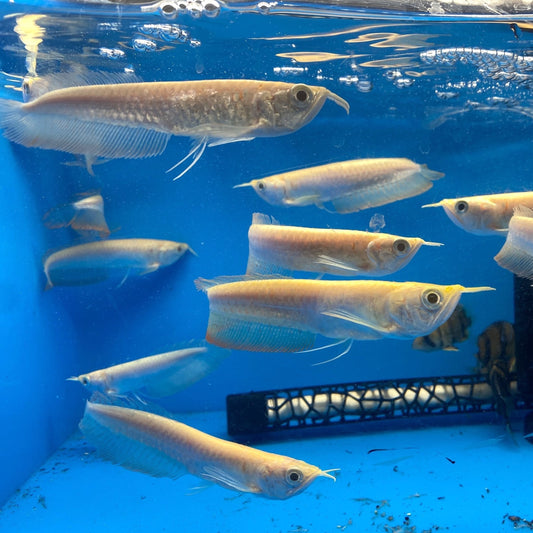 Albino Arowana