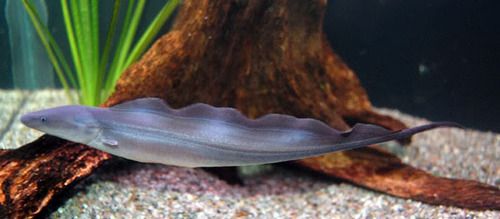 Aba-Aba Knifefish 5-6"
