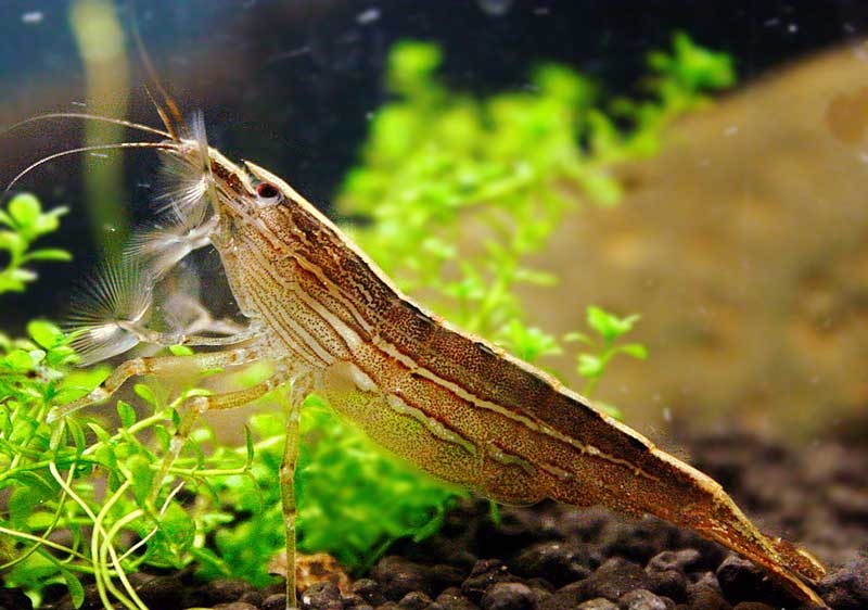 Bamboo Shrimp 2"
