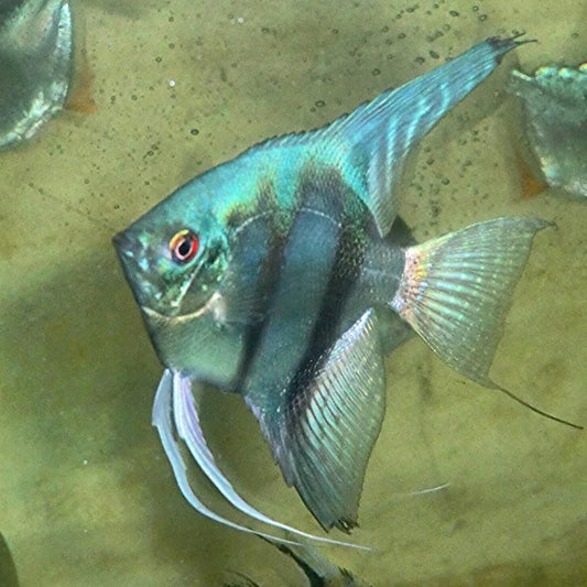 Blue Pinoy Angelfish