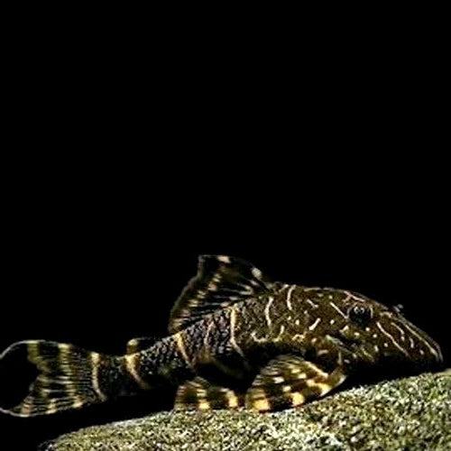 L104 Clown Pleco 1-2"