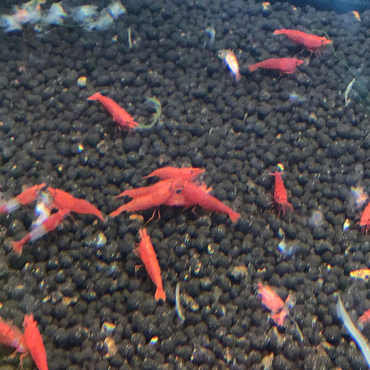 Fire red Shrimp