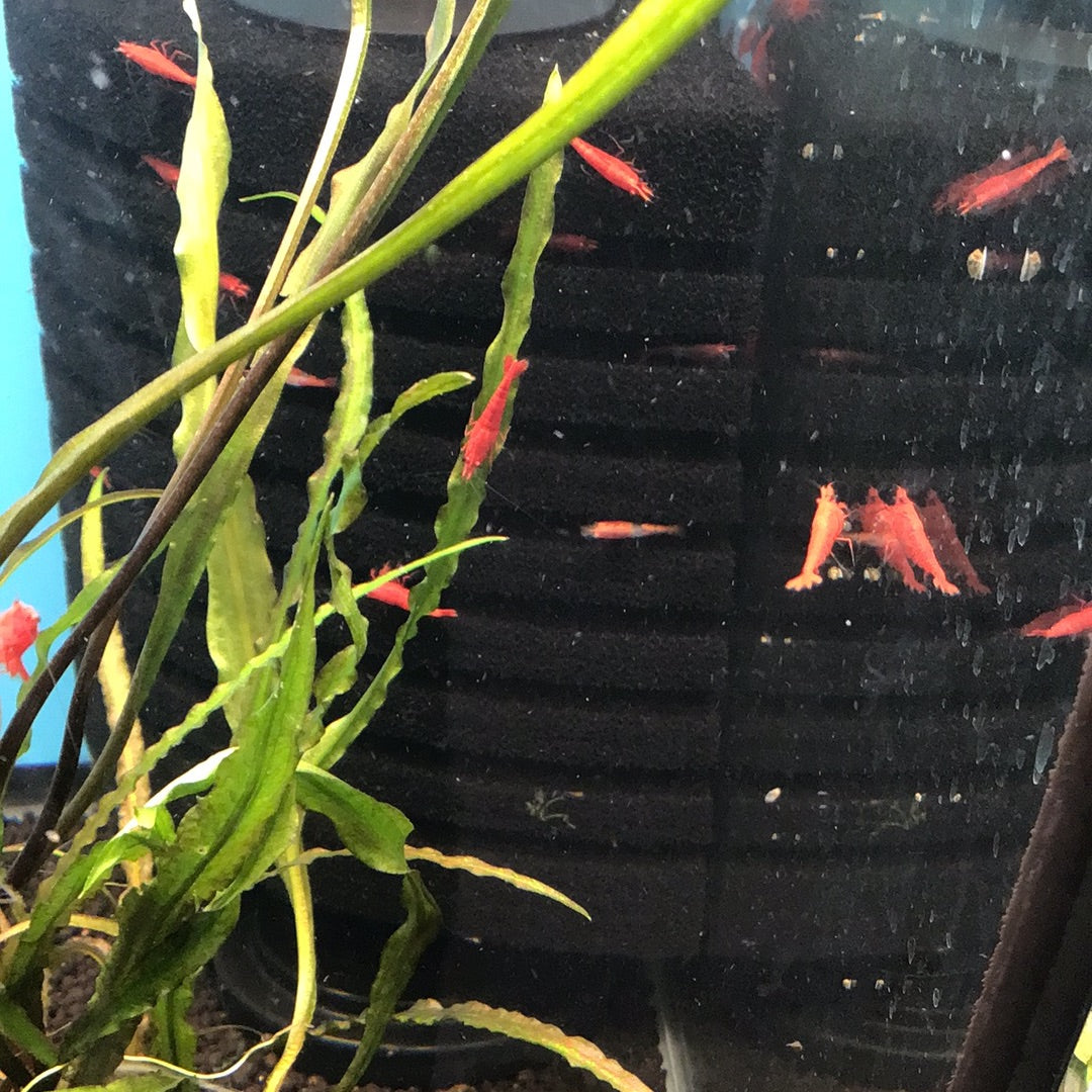 Fire red Shrimp
