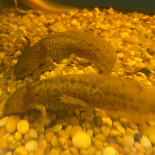 Copper Axolotl 3"