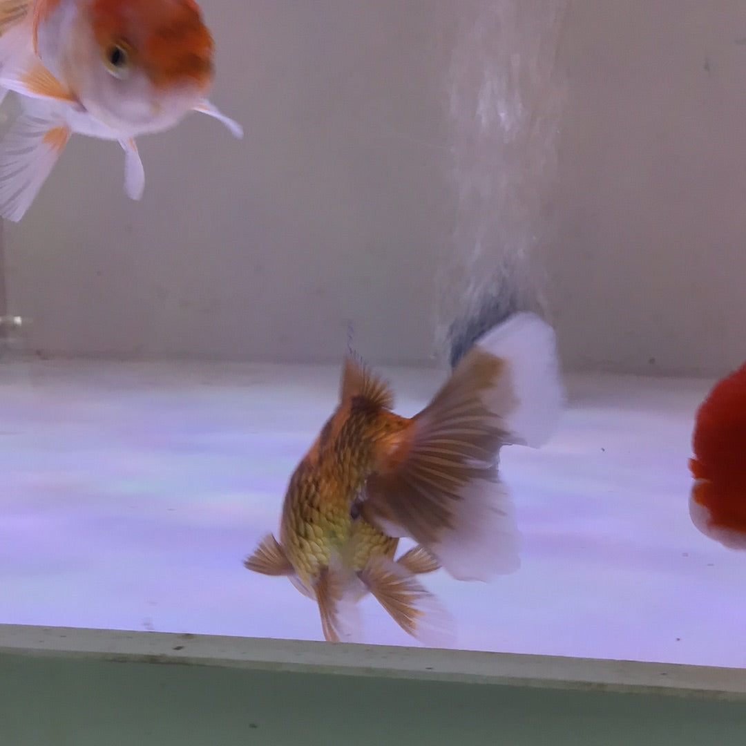 Goldfish Oranda