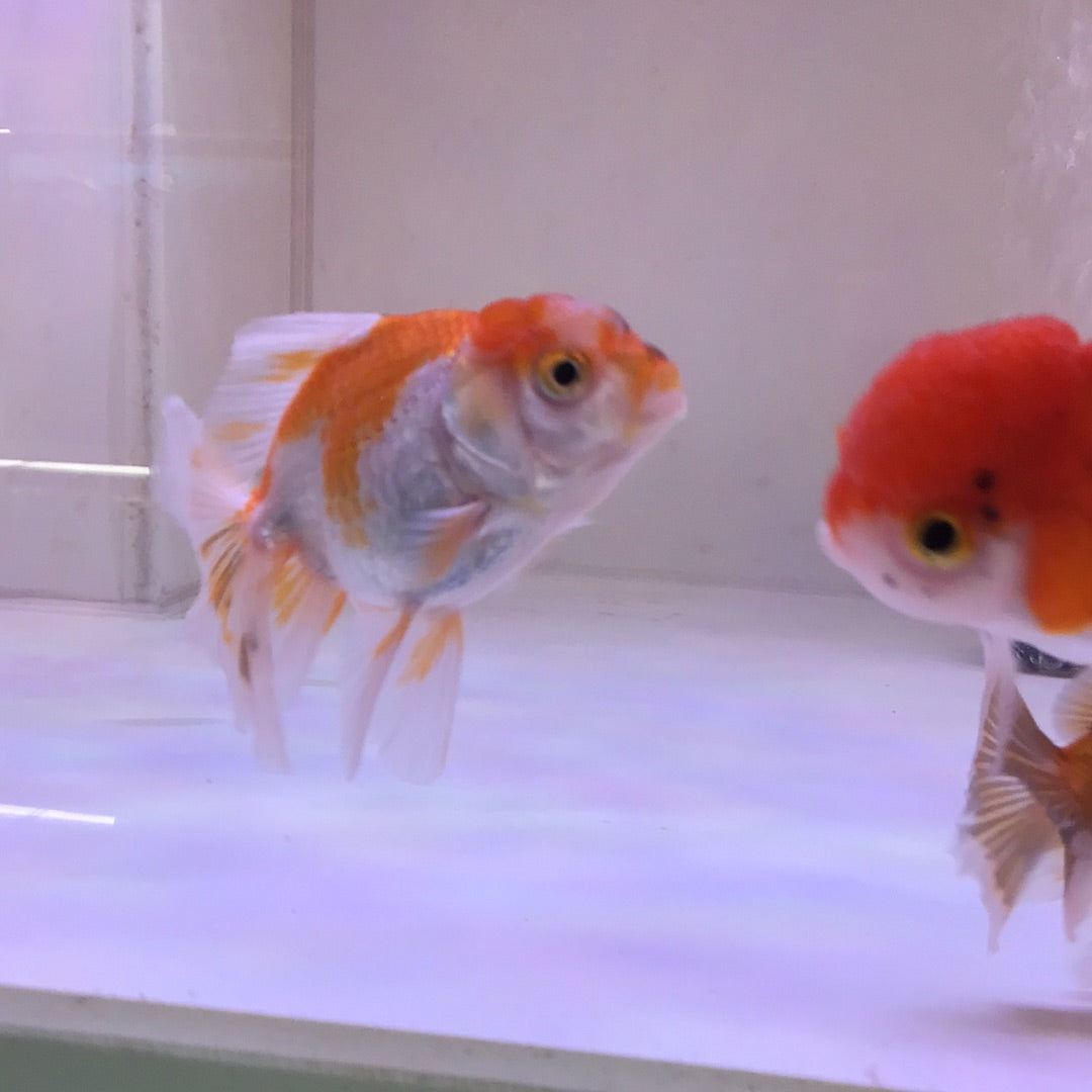 Goldfish Oranda