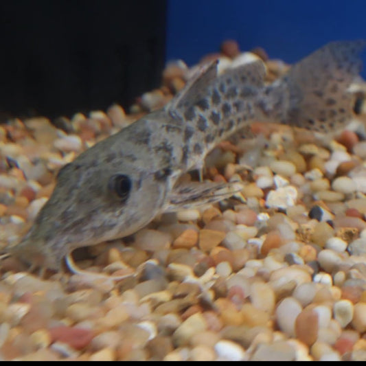 Giraffe Catfish
