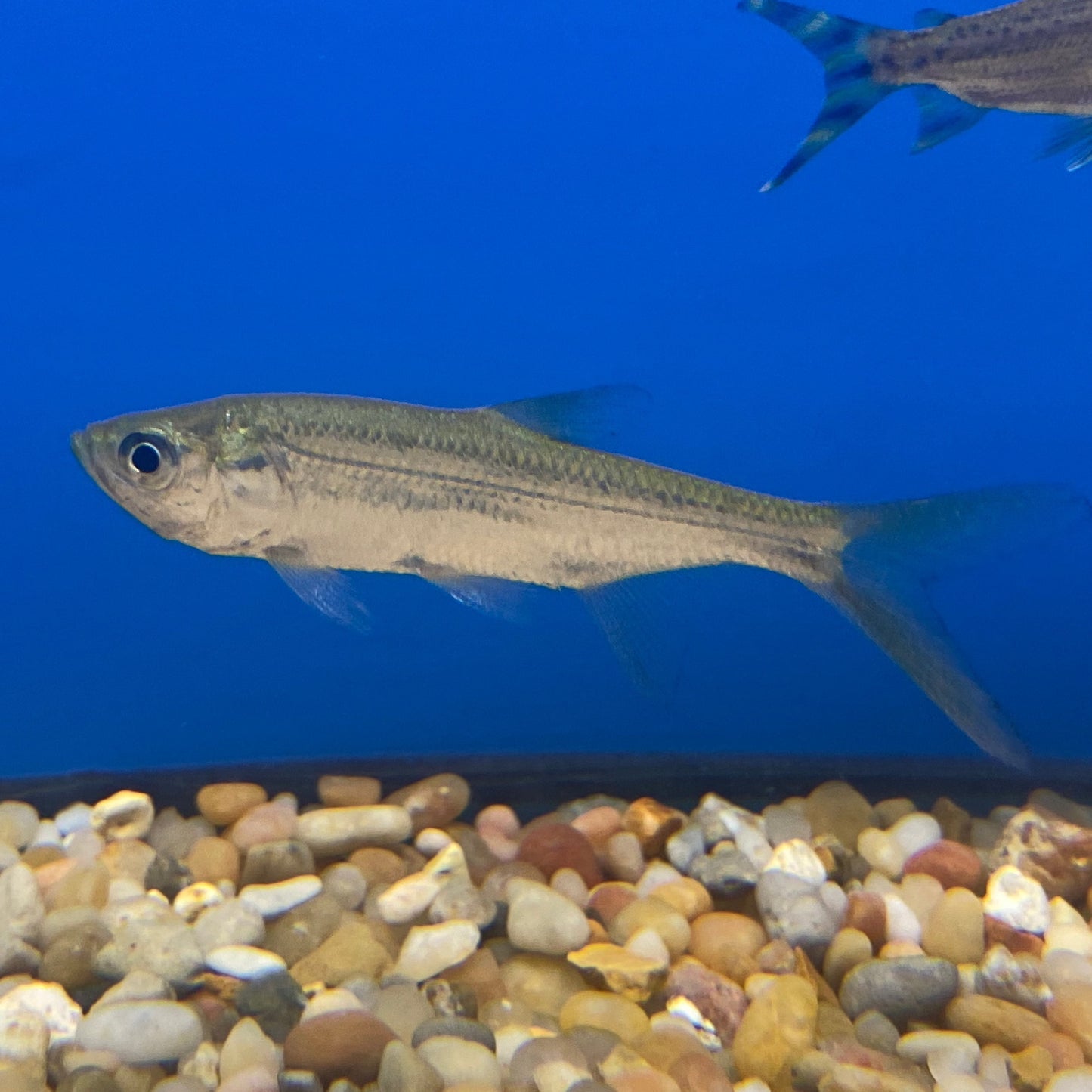 Atlantic Tarpon