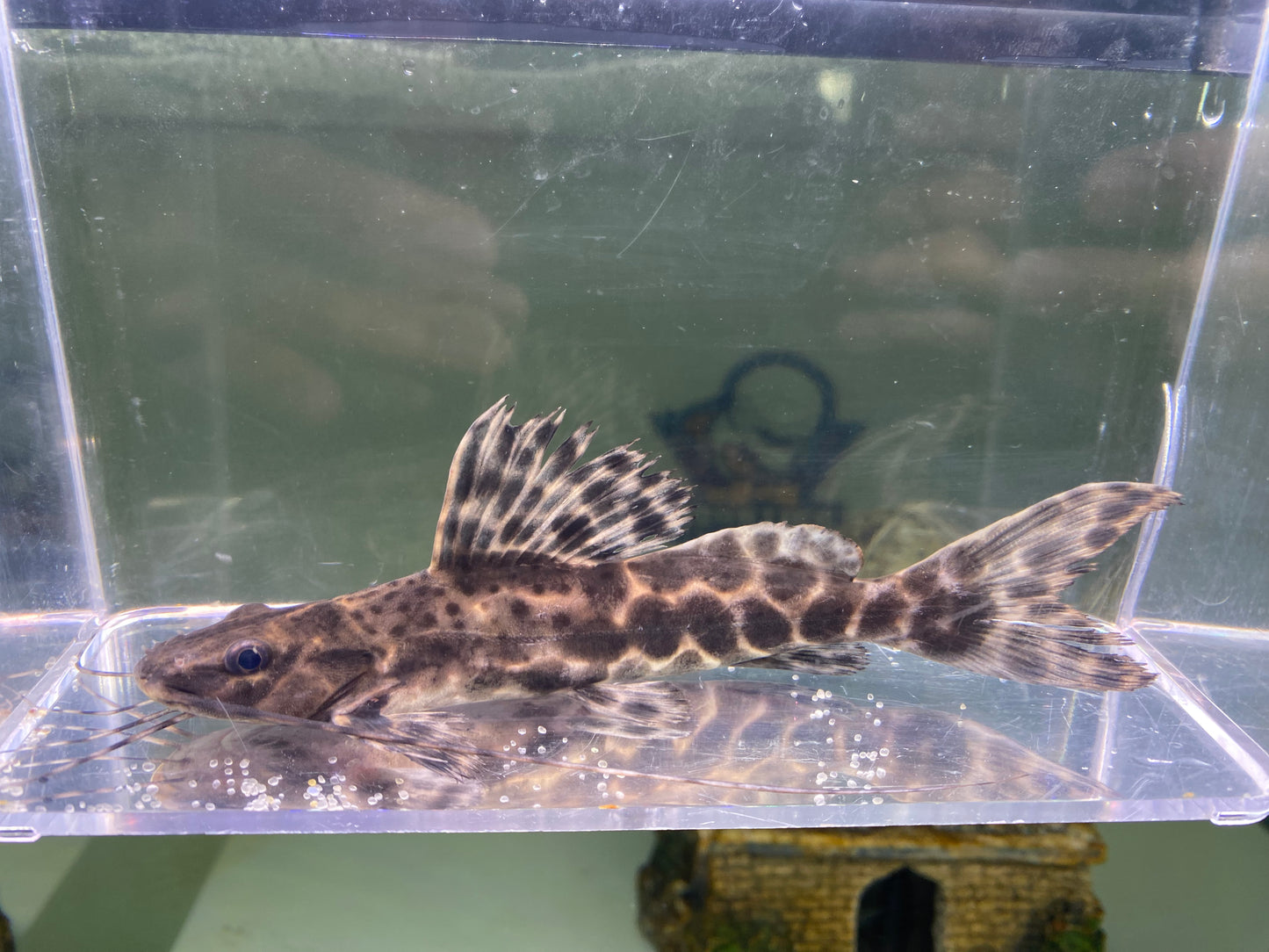 Peruno " Leopard " Catfish 5"
