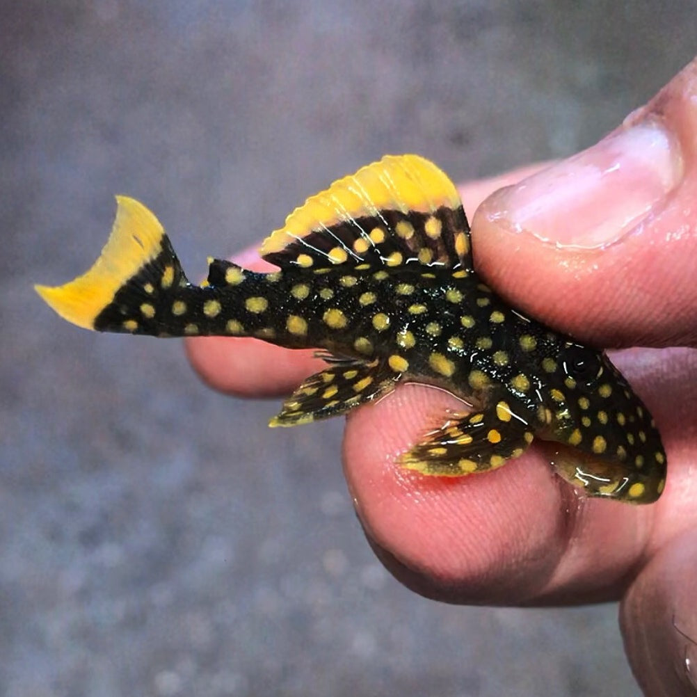 L81 Gold Nugget (Fine Spot) Pleco