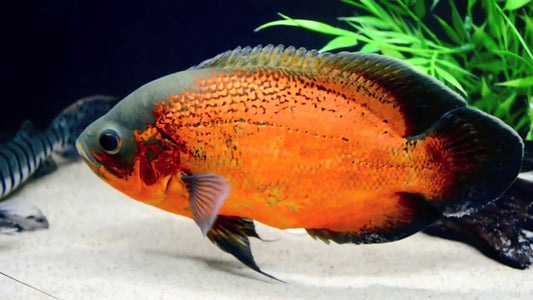 RED OSCAR 1"
