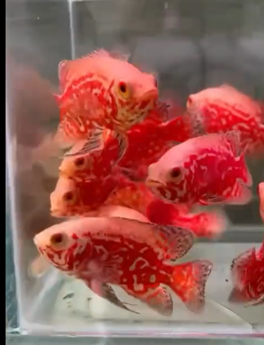 ALBINO NEMO OSCARS 2