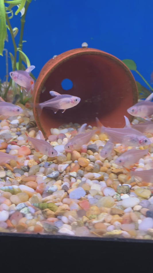 White Fin Ornate Tetra (6-Pack)