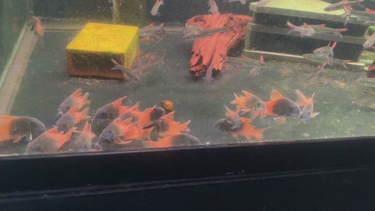 CW217 Corydoras 1.5-2"