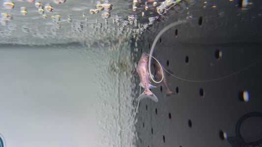 Paraiba Catfish 4"