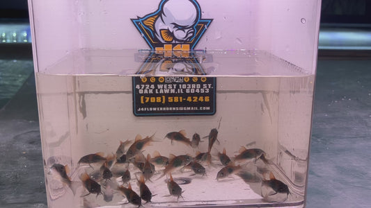 Orange Venezuelan Corydoras