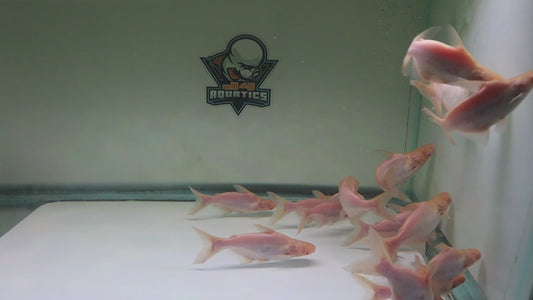 Albino Shortbody Iridescent shark 5-6"