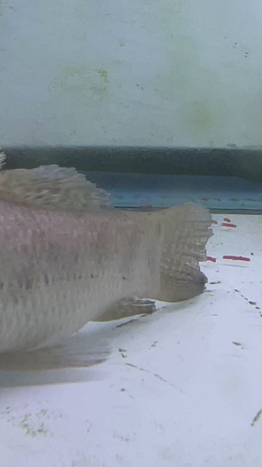 Gold Wolf Fish (Hoplerythrinus unitaeniatus) 5-6"