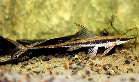 Longnose Whiptail Catfish (Sturisoma barbatum) 4"