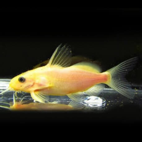 Gold Synodontis Nigrita Catfish 1.2-1.5"