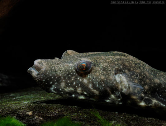 Pao Suvattii Puffer fish 3.5"