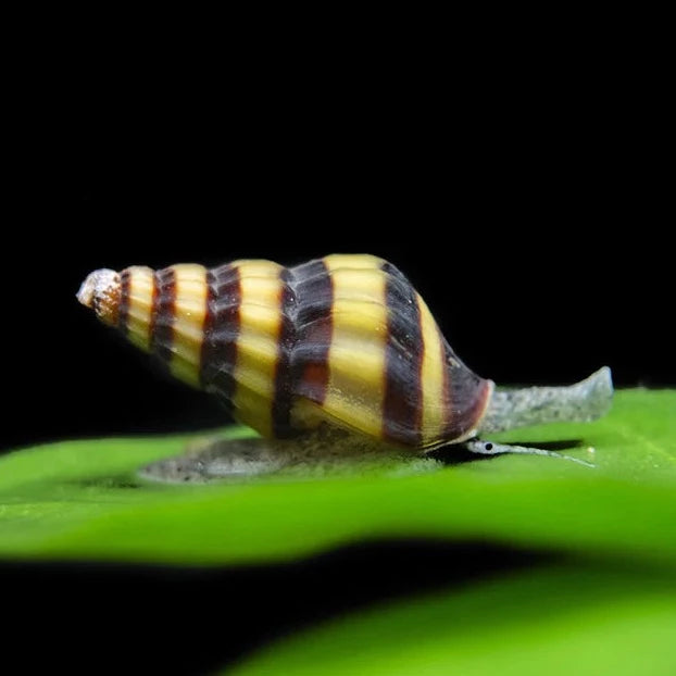 Assassin Snail