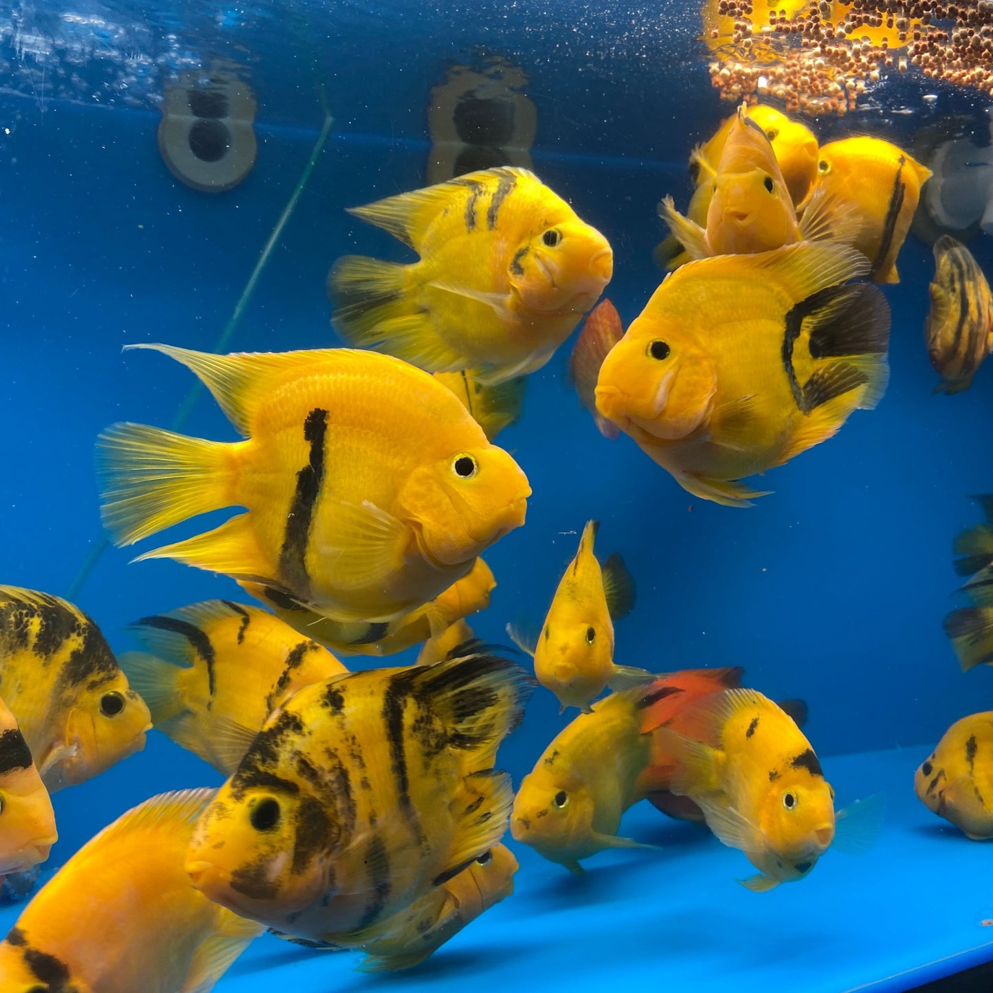 Yellow Tiger Parrot Cichlid