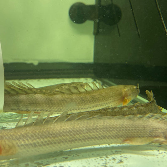 Nile "PBB" Polypterus Bichir Bichir
