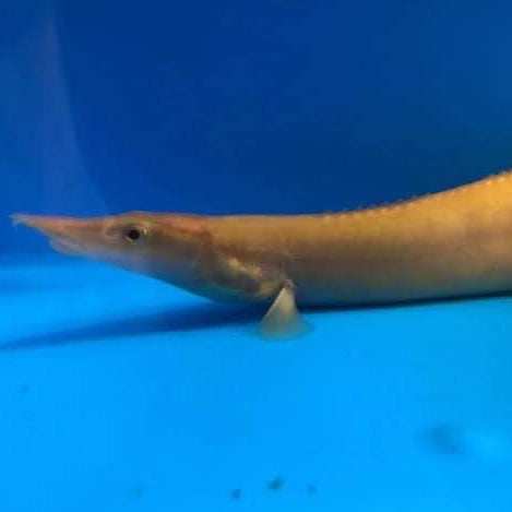 Xanthic Golden Fire Eel