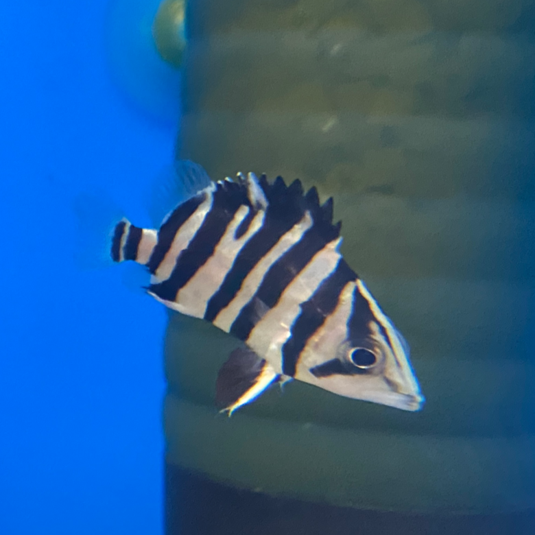 Indo Tiger Datnoid
