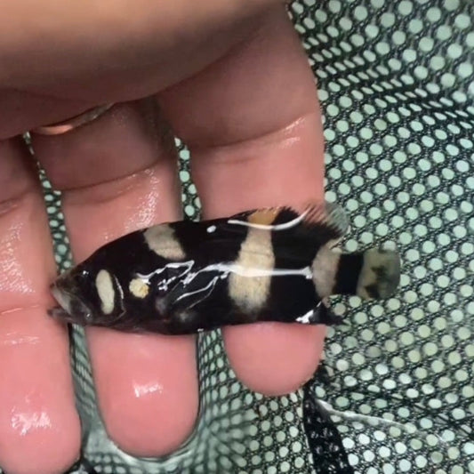 Bumble Bee Grouper