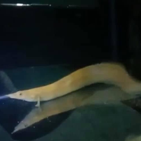 Xanthic Golden Fire Eel
