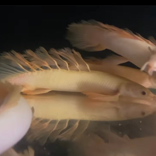 Albino Longfin Senegal Bichir