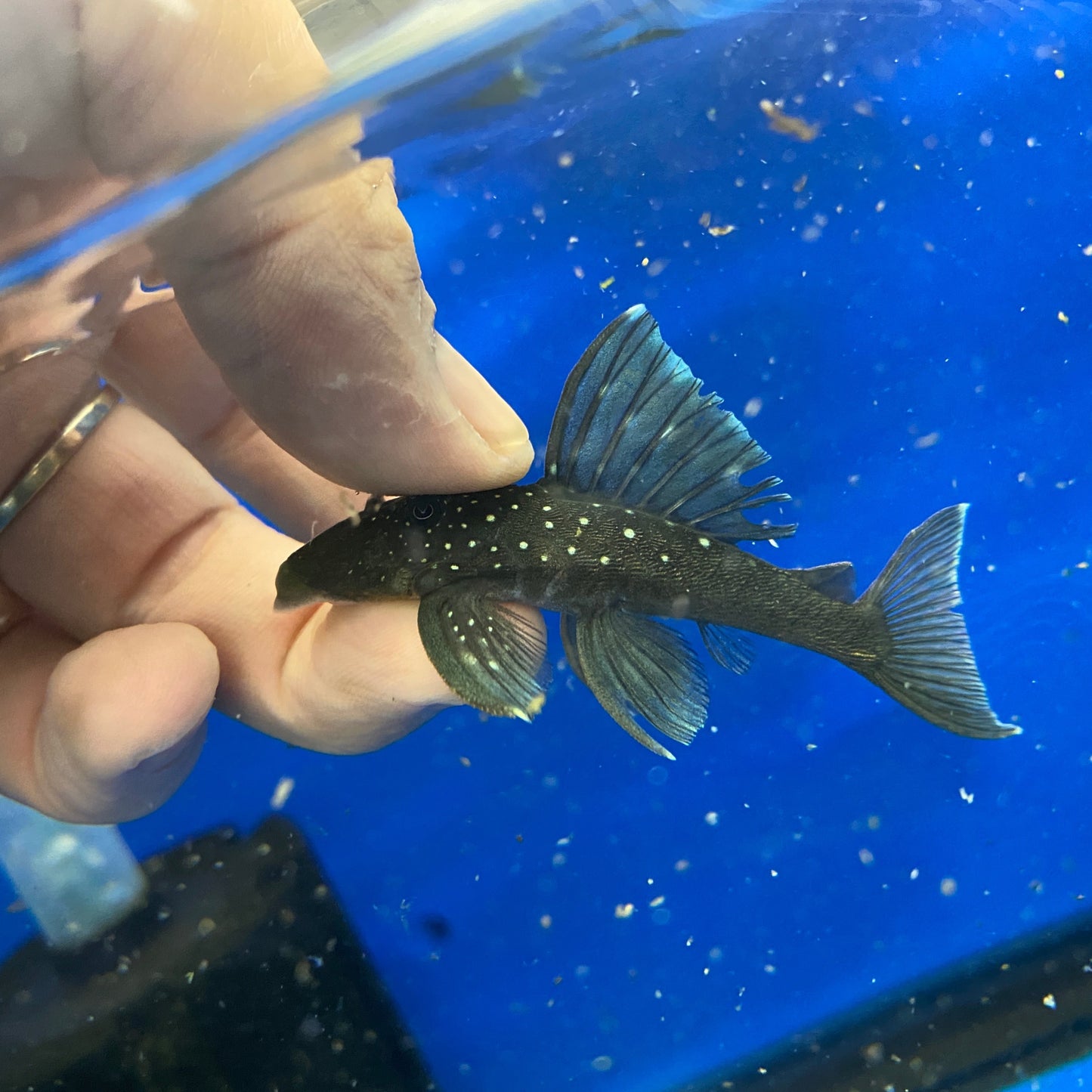 L128 Blue Phantom Pleco