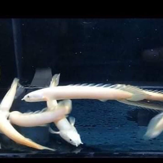 Platinum Senegal Bichir