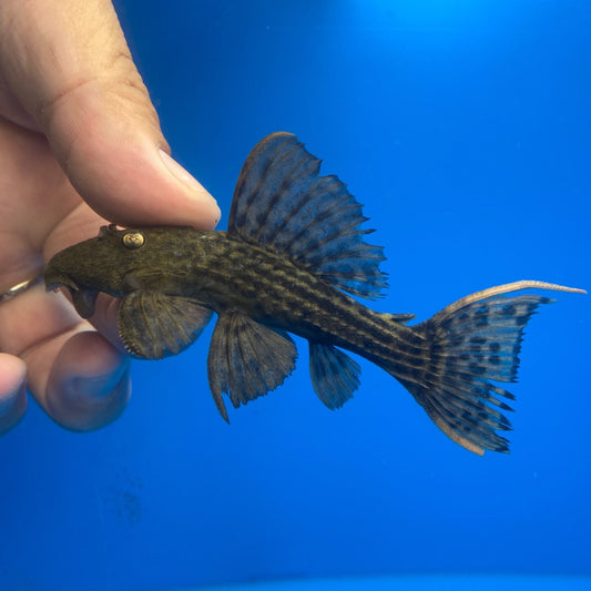 L24 Redfin Cactus Pleco