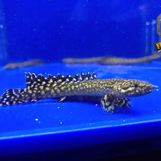 Ornate Bichir