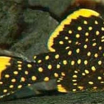 L18 Gold Nugget Pleco 2-3"