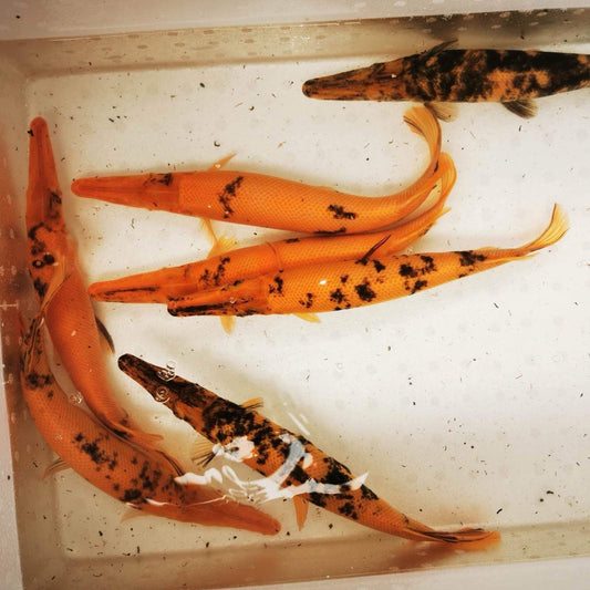 Mable Gar Gar – J4 aquatics