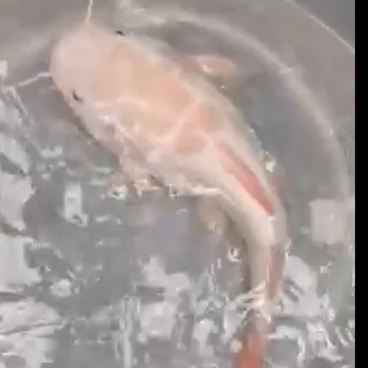 Platinum Redtail Catfish