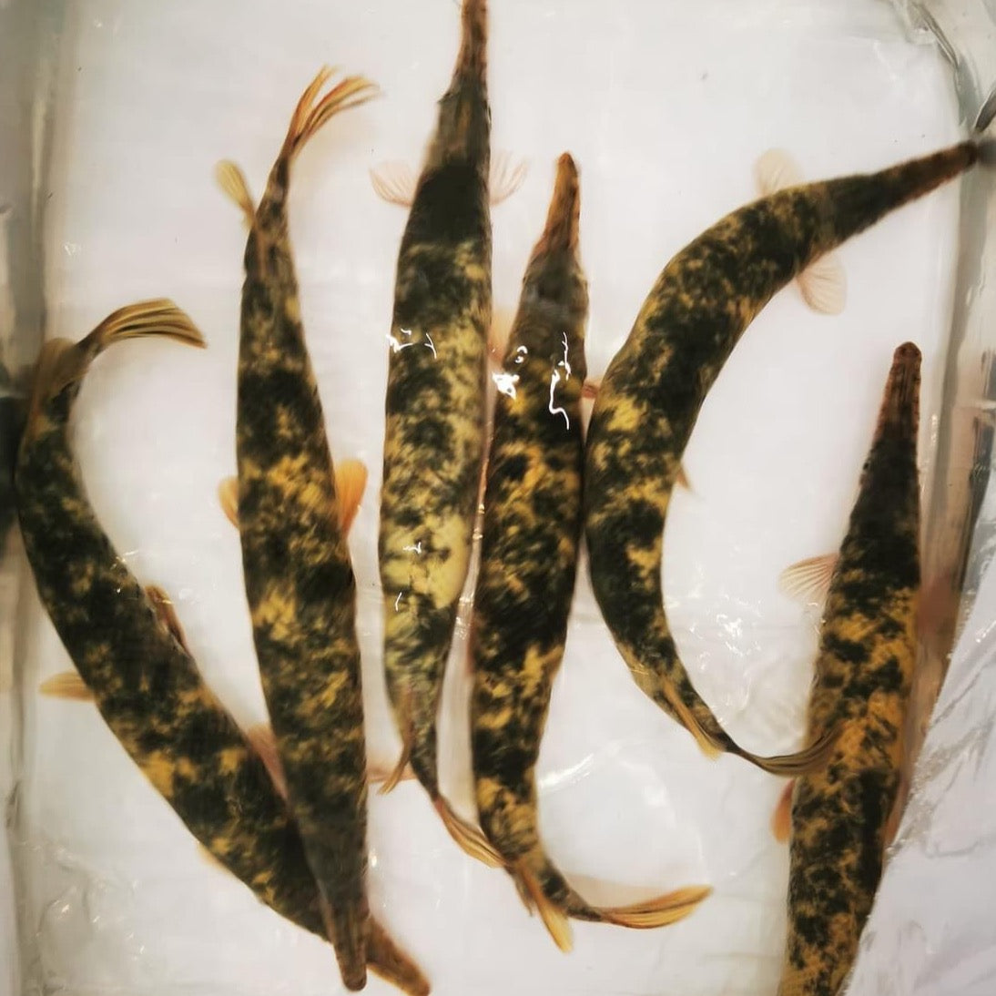 Mable Gar Marbled Florida Gar – J4 aquatics
