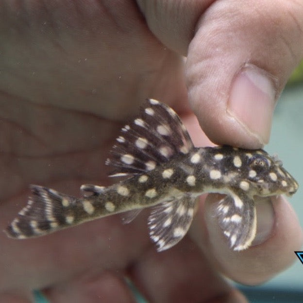 L201 Snowball Pleco 2-3"