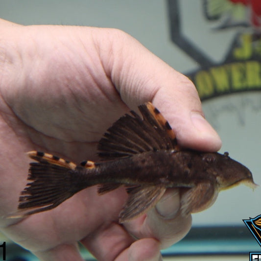 L91 Three Beacon Pleco 4-5"