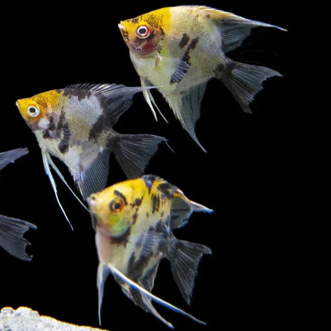 Koi Angelfish